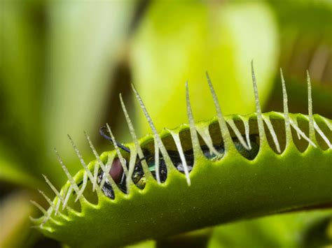 Meat Eating Plants