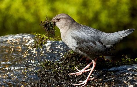 Meet The Dipper North Americas Only Aquatic Songbird Audubon