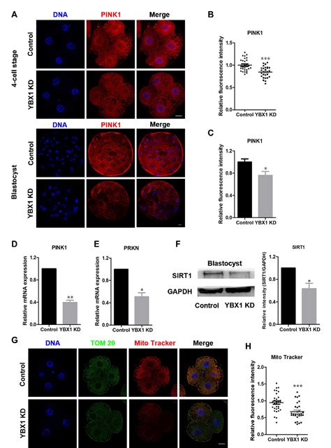 Figure From Knockdown Of Y Box Binding Protein Induces Autophagy In