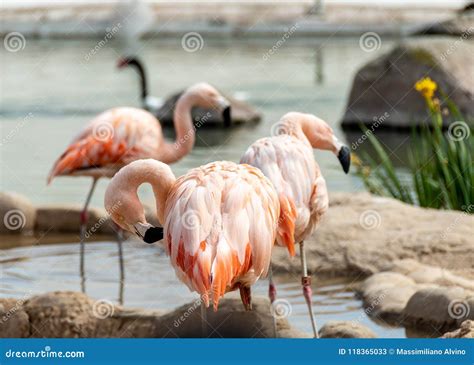 Beautiful Pink Flamingo Takes Care Of Its Feathers Stock Image - Image ...