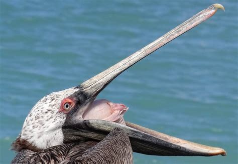 Pelican Wiki Everipedia