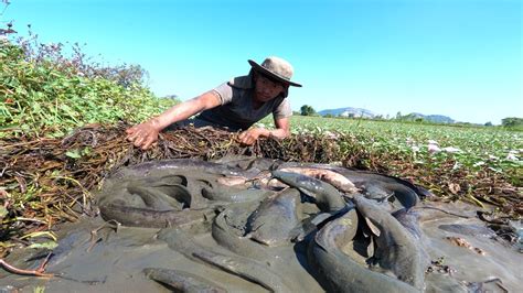 Best Hand Fishing A Fisherman Skills Catch A Lot Of Fish In Under