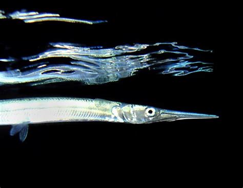 deadly sea creatures