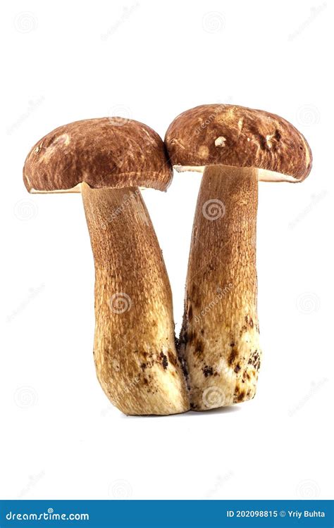 Group Boletus Mushroom Isolated On White Background Boletus Mushrooms