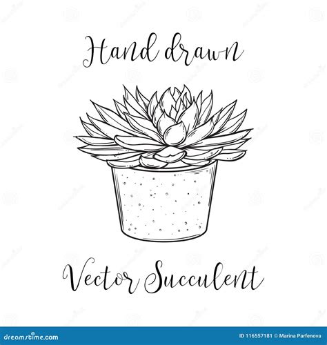 Succulent Plant In A Concrete Flower Pot Hand Drawn Black And White