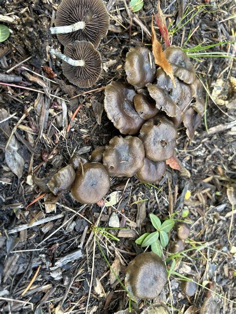 Psilocybe baeocystis in November 2022 by Jeremy Sauer · iNaturalist