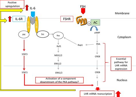 Expression Of The Gonadotropin Receptors During Follicular Development