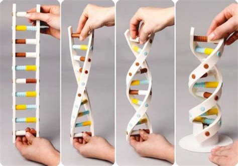 Models of DNA structure 2024 Bilim sınıfı Biyoloji Biyoteknoloji