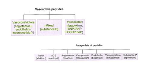 Vasoactive peptides Flashcards | Quizlet