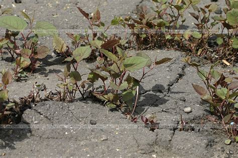 British Isles Plants