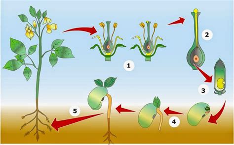 Las Plantas Mind Map