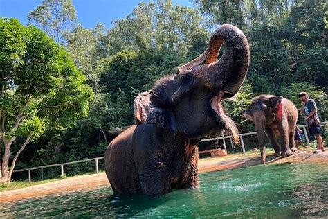 From Bangkok: Elephant Jungle Sanctuary Day Trip