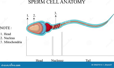 Structure Of A Sperm Cell Stock Illustration Illustration Of Human 59607014