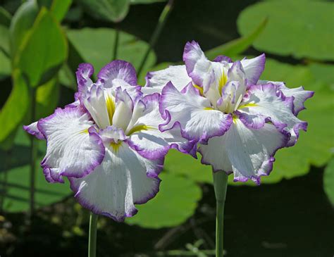 How to Grow Japanese Iris - HubPages