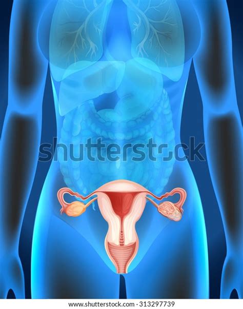 Female Genitals Diagram Human Illustration Stock Vector Royalty Free