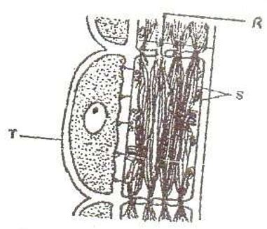 The diagram below represents part of phloem tissue. (a) Name the ...