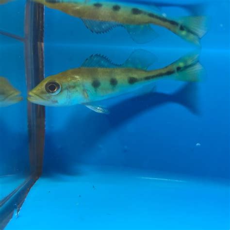 Monoculus peacock bass for sale - Exotic Fish Shop - 774-400-4598