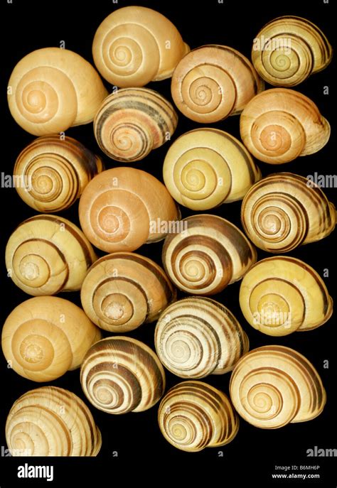 Grove snail, Cepaea nemoralis, variation in shell patterns Stock Photo - Alamy