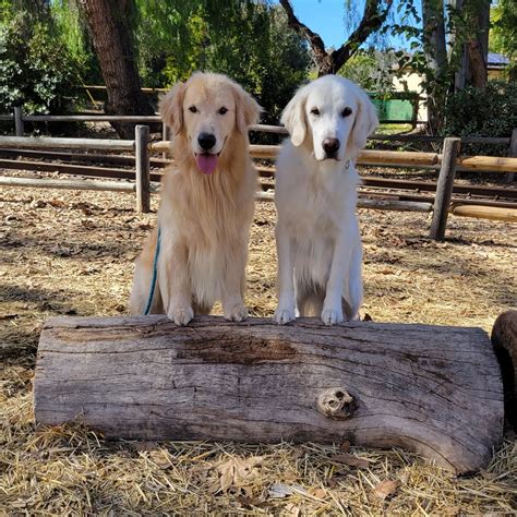 Training For Your Golden Retriever - Golden Retrievered