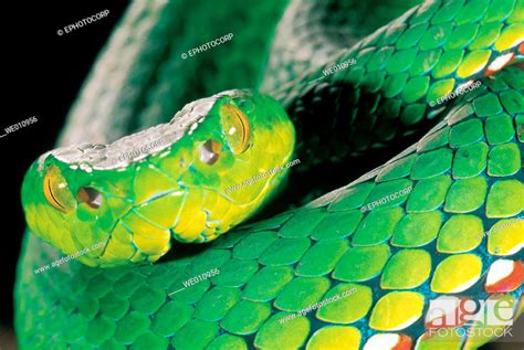 Medo Pit Viper Trimeresurus Medoensis Stock Photo Picture And