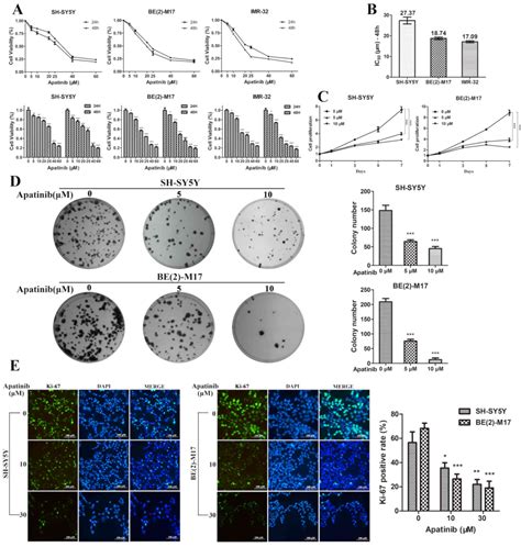 Apatinib Induces Apoptosis And Autophagy Via The Pi3kaktmtor And Mapk