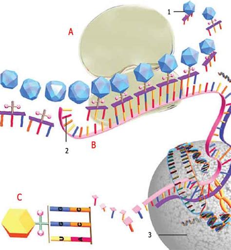 The Fact Of Creation Protein Synthesis The Matchless Production