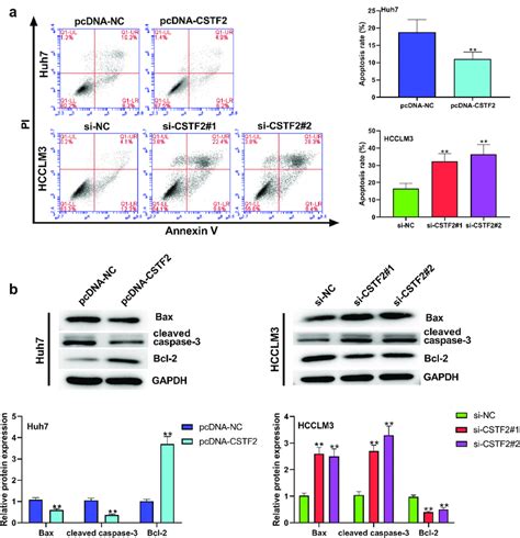 Cstf2 Overexpression Restrained Huh7 Cell Apoptosis A Cell Apoptosis