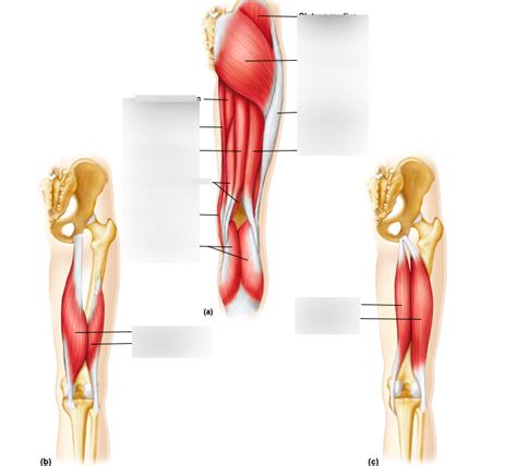 leg muscles Diagram | Quizlet