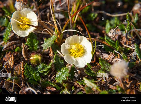 Alpine tundra flowers arctic hi-res stock photography and images - Alamy