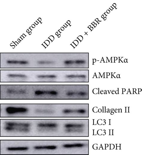 Berberine Ameliorates Intervertebral Disc Degeneration In Vivo Ac