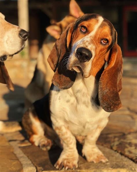 15 Fascinating Basset Hound Facts That Youll Love To Know