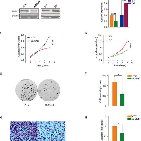 Immt Can Promote The Proliferation And Migration Of Hcc Cells In Vitro