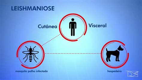 Leishmaniose Entenda Do Que Se Trata Formas De Prevenção E Tratamento