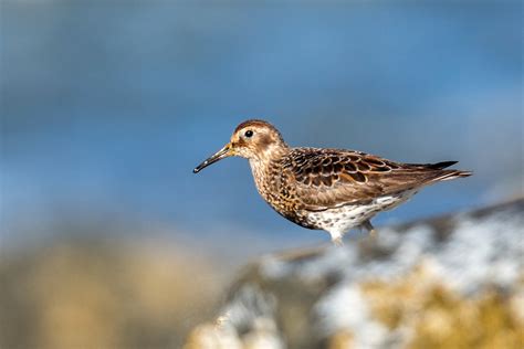 Rock Sandpiper — Eastside Audubon Society