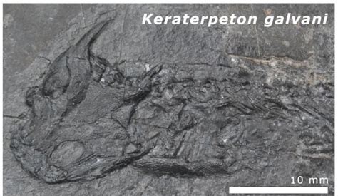 Mangled 'dragon' fossils were cooked by ancient continents colliding to ...