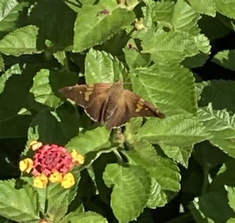 Butterfly Moth And Caterpillar Photographs From Kentucky