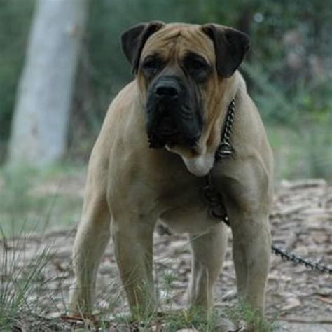 Juznoafricki Mastif South African Boerboel