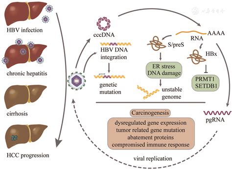 Hepatitis B Virus Genome