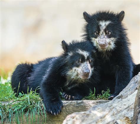 Andean Speckled Bear Cub Siblings Portrait Photograph By William Bitman