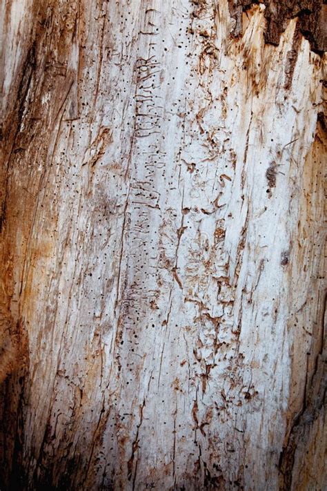 Viejo Fondo De Madera Rico De La Textura Pared De Madera Para El Dise O