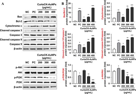 Effect Of Curtock Aunps On The Expression Of Apoptosis Related