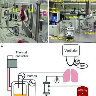 Changes In Pulmonary Parameters During R Evlp A Gas Exchange Ability