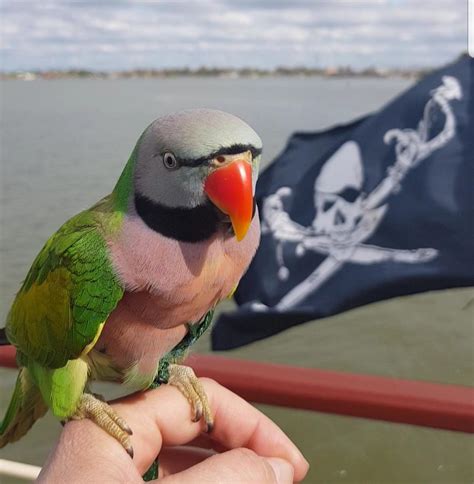 It's a pirates life for Zazu! : r/parrots