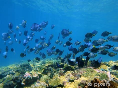 Oreiller De Corps Banc De Blue Tang Poissons Et Oc An Chirurgiens