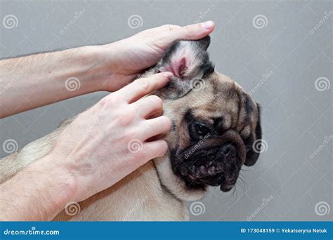 Dog Pug with Red Ear. Infected Mite Infection or Allergy Stock Image - Image of mites, health ...