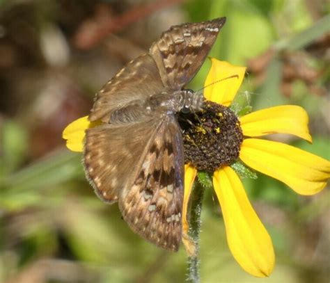 Horace S Duskywing From Florida Polk Green Swamp Colt Creek State