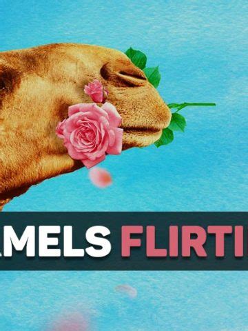 Do Camels Eat Meat Explained The Daily Wildlife