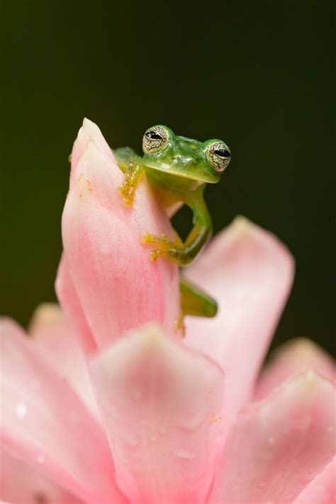 Pink Tree Frog