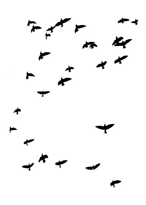 silhouettes d oiseaux volants sur fond isolé illustration vectorielle