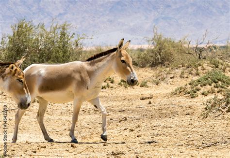 Onager Is A Brown Asian Wild Donkey Equus Hemionus Inhabits Nature